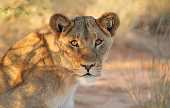 lioness