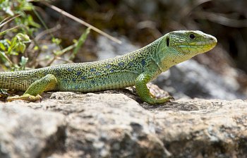 lizard