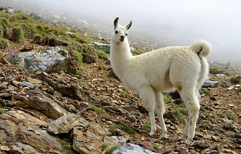 llama