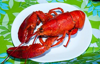 lobster
