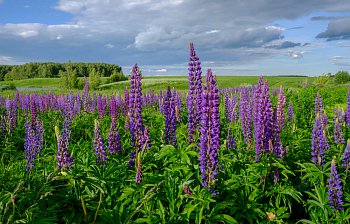 lupin