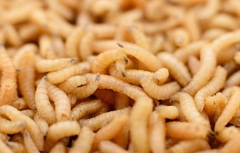 maggot