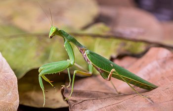 mantis