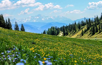meadow