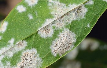 mildew