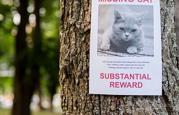 missing