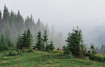 mist