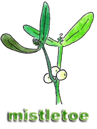 mistletoe