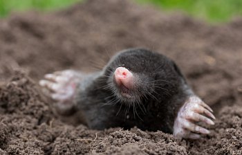 mole
