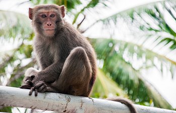 monkey