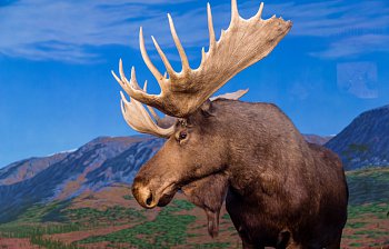 moose