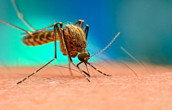 mosquito