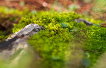 moss