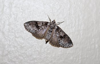moth