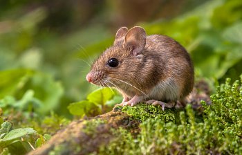 mouse
