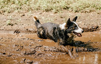 muddy