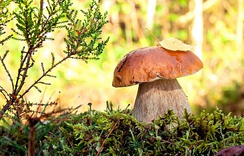 mushroom