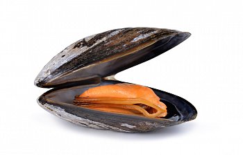 mussel