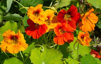 nasturtium