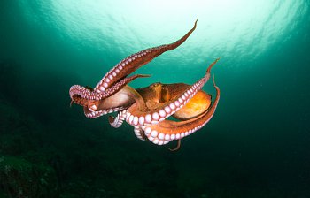 octopus