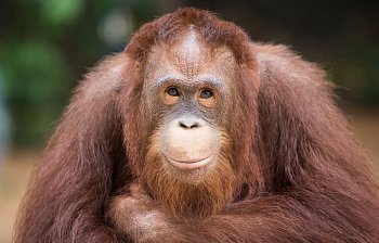 orangutan