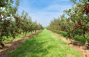 orchard
