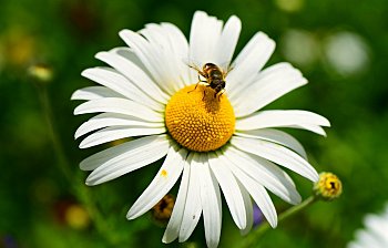 ox-eye daisy