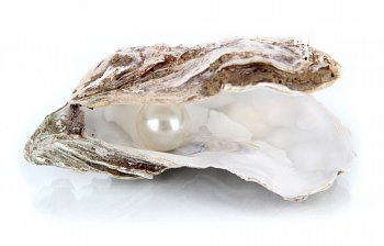 oyster