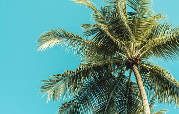 palm tree