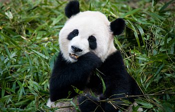panda
