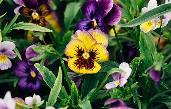pansy