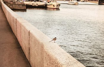 parapet