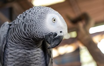 parrot