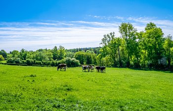 pasture