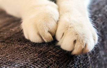 paw