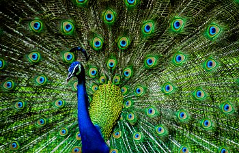 peacock