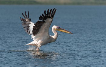 pelican
