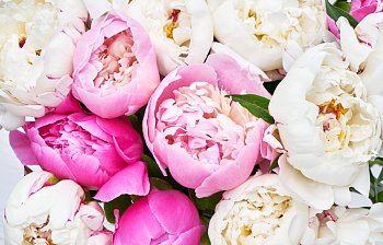 peony