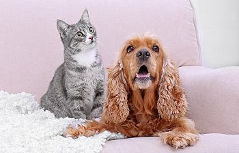 pet