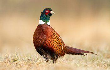 pheasant