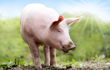 pig