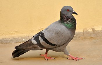 pigeon