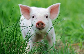 piglet