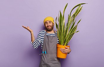 plant