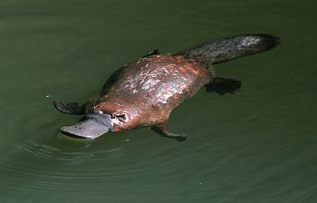 platypus