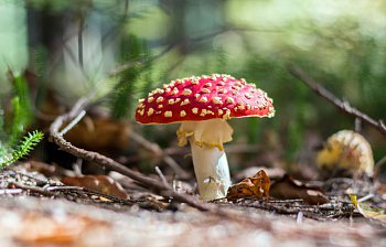 poisonous