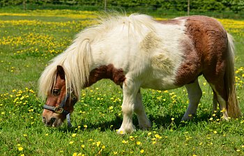 pony