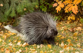 porcupine