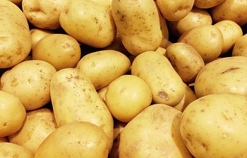 potato