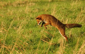 pounce
